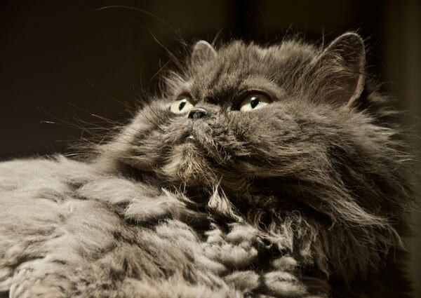 Maine Coon Himalayan Mix