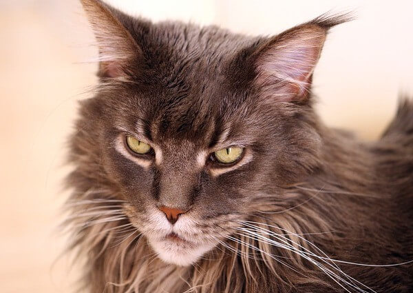 Russian Blue Maine Coon