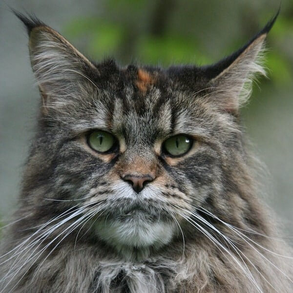 Himalayan Maine Coon