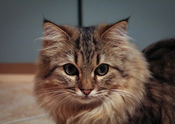Persian Mix Maine Coon