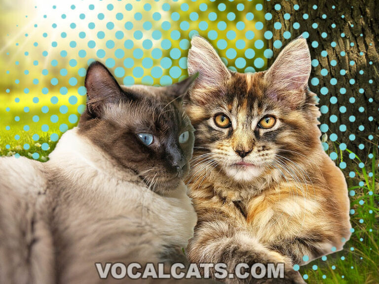 Maine Coon Ragdoll Mix Complete Guide Vocal Cats 8437