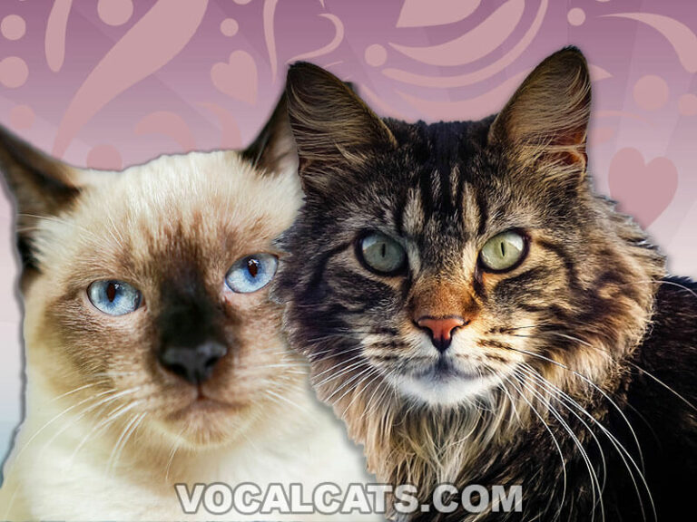 Maine Coon Siamese Mix Complete Guide Vocal Cats 1472