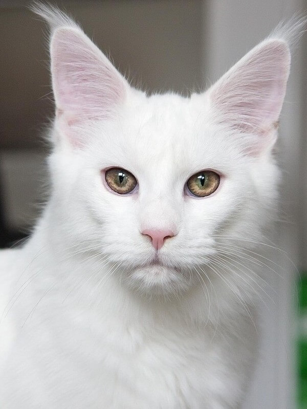 Maine Coon White