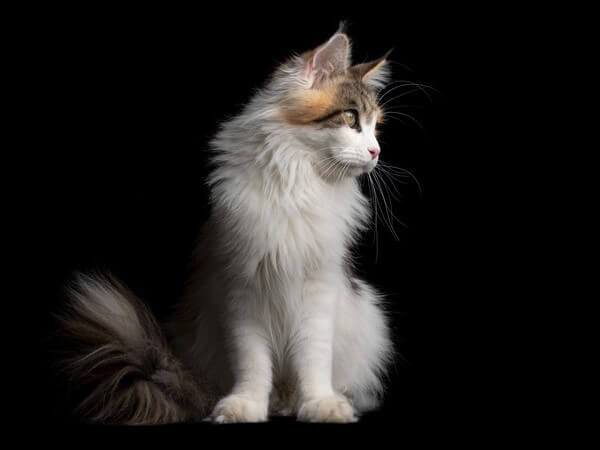 Maine Coon Calico cat