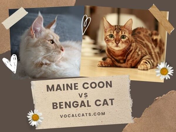 Bengal vs Maine Coon