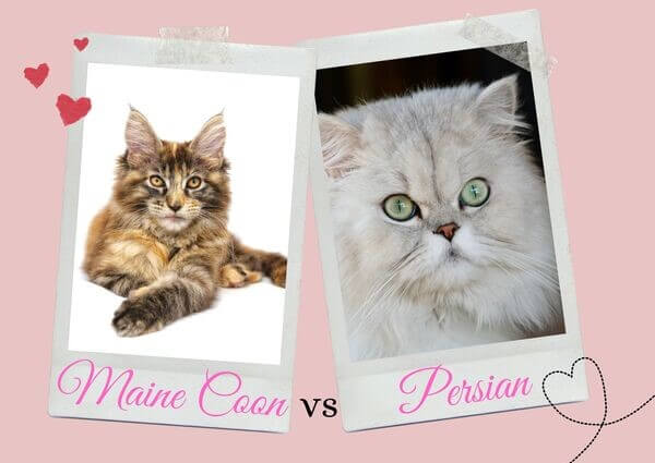 Maine Coon vs Persian cat