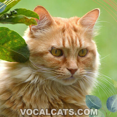 Orange Maine Coon Cat: Complete Guide