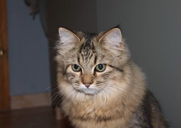 Persian Maine Coon cat