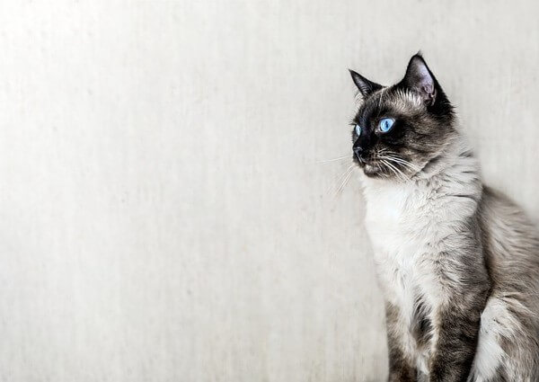 Ragdoll Black And White cat