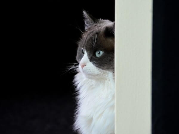 Black And White Ragdoll Cats