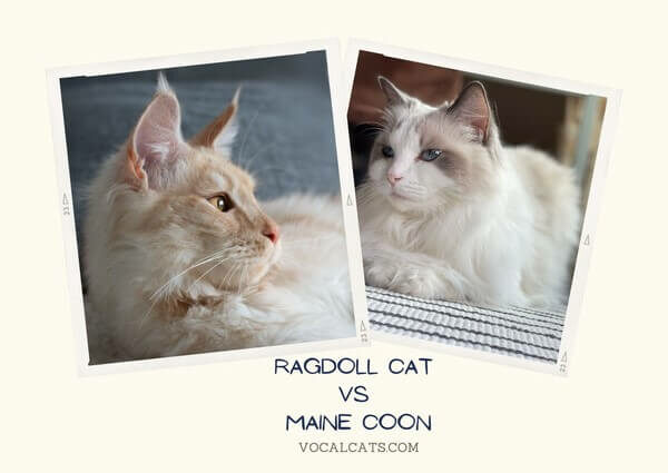 Ragdoll cat vs Maine Coon
