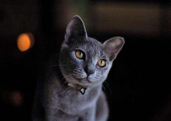 Maine Coon and Russian Blue Mix