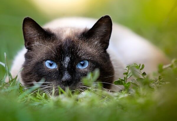 Siamese Maine Coon