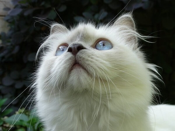 do all Ragdoll Cats have Blue Eyes