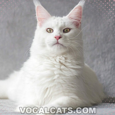 White Maine Coon Cat: Complete Guide