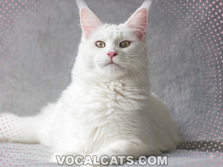 Maine Coon Tabby Mix: Complete Guide - Vocal Cats