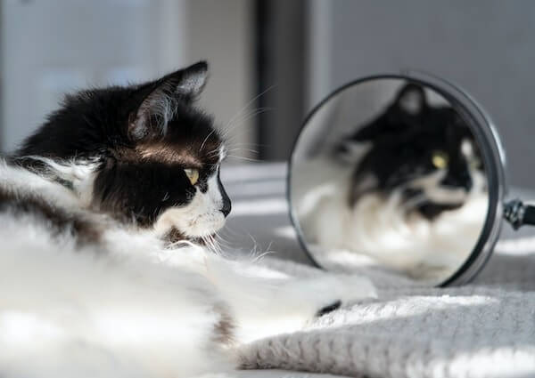 Black And White Ragdoll kitten