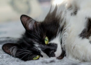 Black Ragdoll Cat: Complete Guide - Vocal Cats