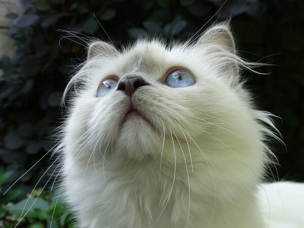 White Ragdoll Cat images