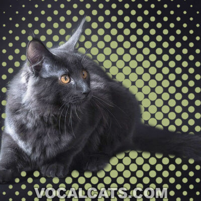 Black Maine Coon: Complete Guide