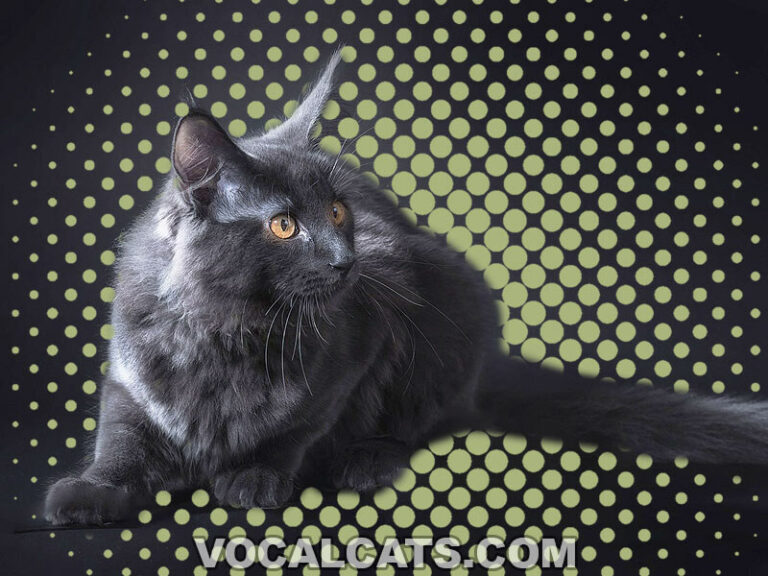 Maine Coon Tabby Mix Complete Guide Vocal Cats
