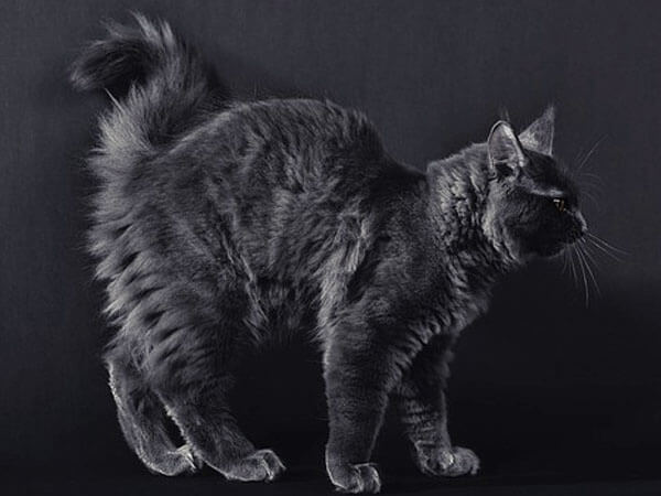 Black Maine Coons