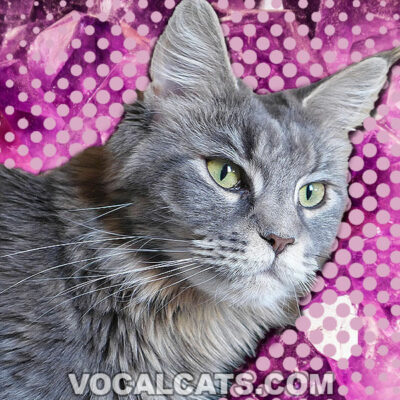 Blue Maine Coon: Complete Guide