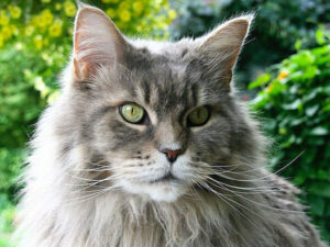 Silver Maine Coon: Complete Guide - Vocal Cats