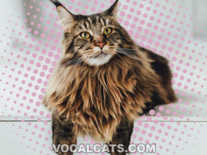 Brown Maine Coon: Complete Guide - Vocal Cats