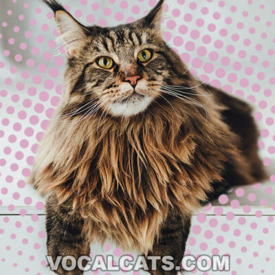 Brown Maine Coon: Complete Guide