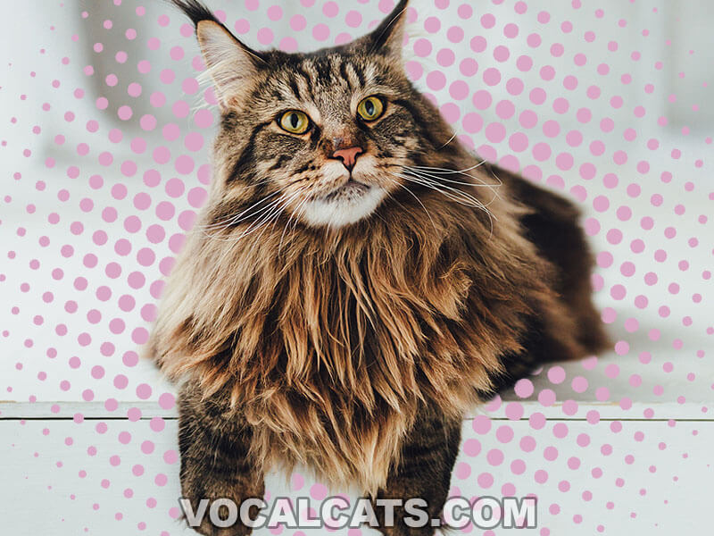 Brown Maine Coon