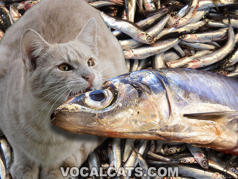 Can Cats Eat Anchovies