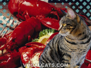 Can Cats Eat Lobster