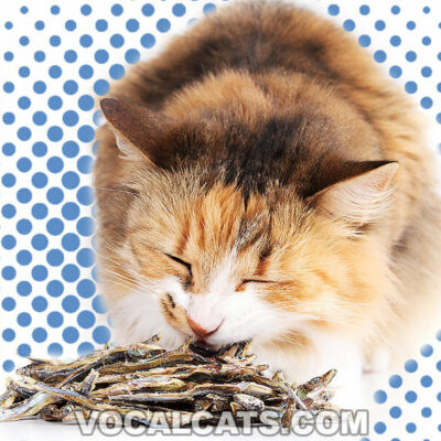 Can Cats Eat Sardines? (Canned, Raw, Dried, Oil)