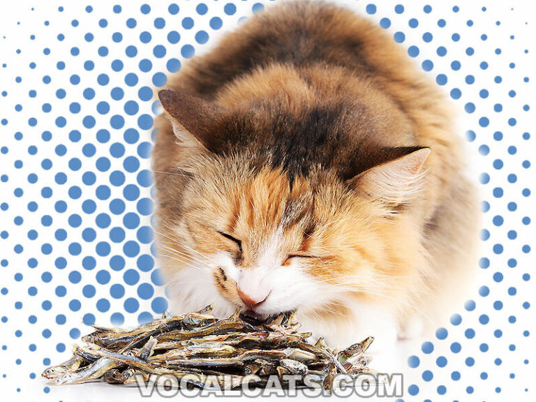 Can Cats Eat Sardines? (Canned, Raw, Dried, Oil) - Vocal Cats