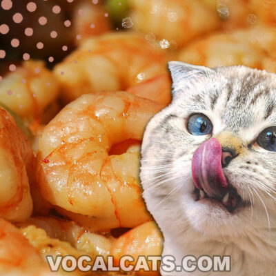 Can Cats Eat Shrimp?