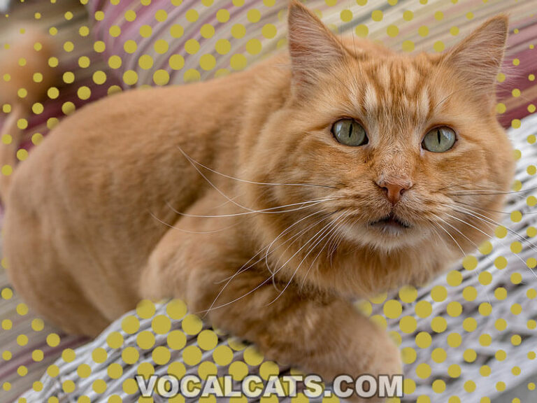 Cream Maine Coon Complete Guide Vocal Cats