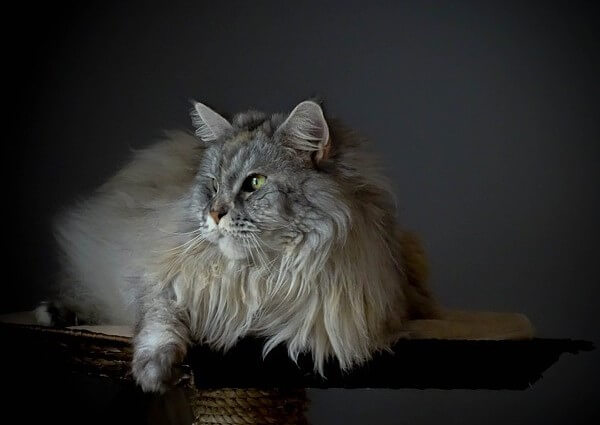 Grey Maine Coon cat pictures