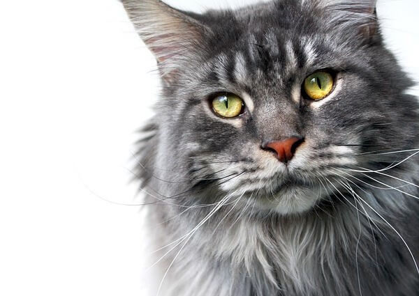 Gray Maine Coon cat pictures