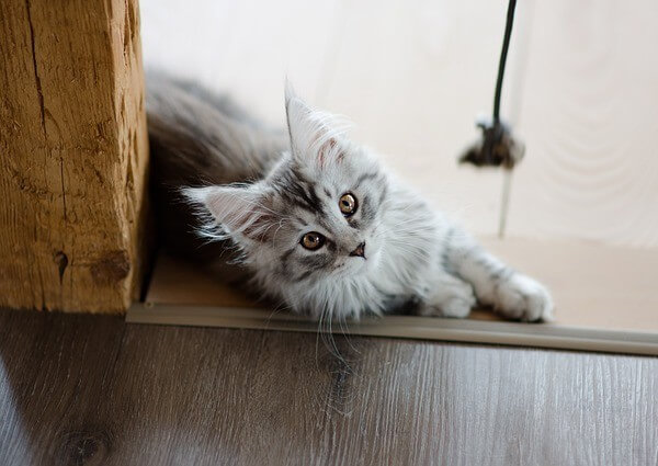 Grey Silver Maine Coon kittens