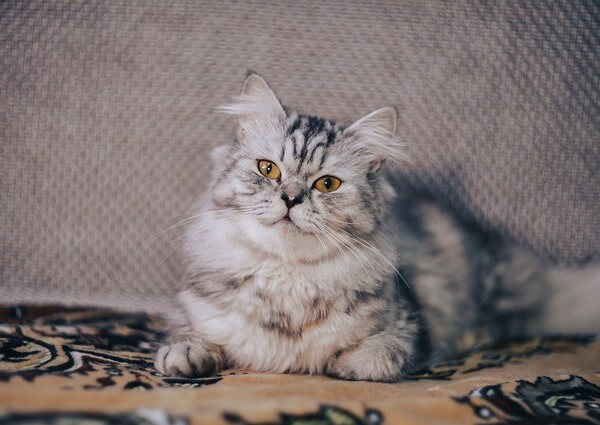 Persian Ragdoll Mix