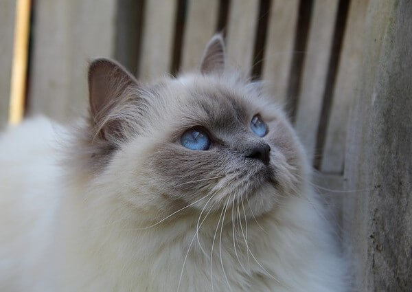 Ragdoll Persian Mix