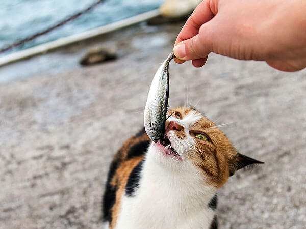 Is Sardines good for Cats