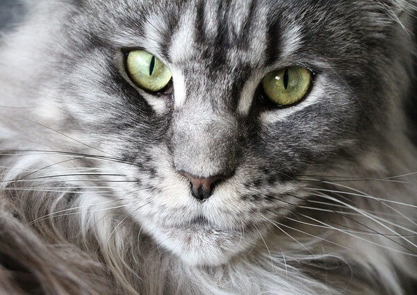 how much is a Blue Maine Coon Cat