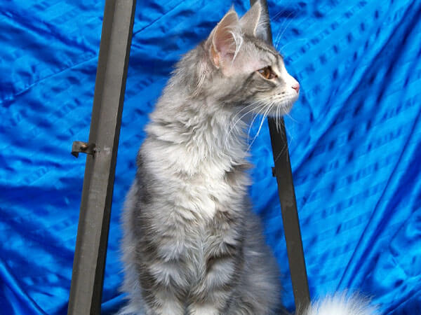 pictures of Grey Maine Coon cats