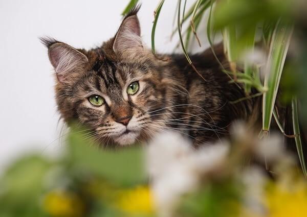 Maine Coon Short Hair