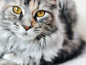 Silver Maine Coon: Complete Guide - Vocal Cats