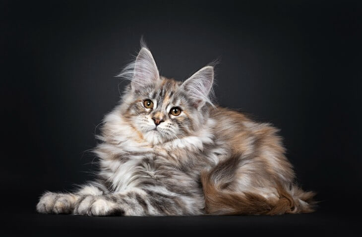 Silver tortie Maine Coon