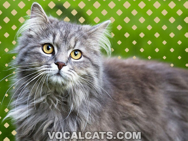 Maine Coon Tabby Mix: Complete Guide - Vocal Cats