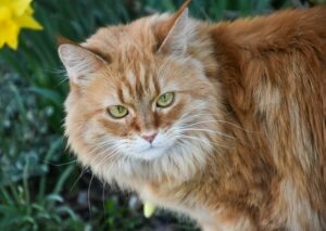 Maine Coon Tabby Mix: Complete Guide - Vocal Cats